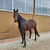 Annuncio cavallo
