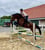 Annonce cheval