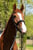 Annuncio cavallo