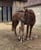 Horse ad