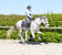 Annuncio cavallo