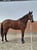 Horse ad