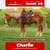Annuncio cavallo