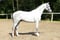 Annonce cheval