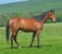 Anuncio de caballos