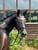 Horse ad