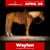 Horse ad
