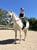 Horse ad