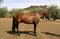 Anuncio de caballos