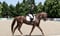 Horse ad