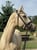 Annuncio cavallo