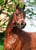 Horse ad