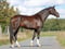 Annonce cheval