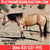 Annuncio cavallo