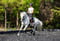 Horse ad