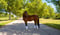 Annuncio cavallo
