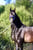 Annuncio cavallo