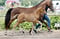 Annuncio cavallo