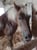 Horse ad