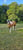 Horse ad