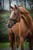Annuncio cavallo