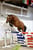 Horse ad