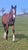 Annonce cheval