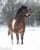 Annuncio cavallo