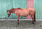 Paardadvertentie