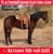 Horse ad