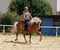 Anuncio de caballos