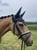 Horse ad