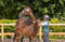 Annuncio cavallo