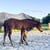 Pferdeinserat