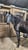 Annuncio cavallo