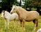 Annuncio cavallo