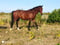 Anuncio de caballos