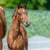 Horse ad