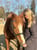 Horse ad
