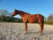 Horse ad