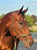 Horse ad