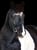 Annuncio cavallo