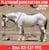 Horse ad