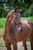 Paardadvertentie