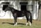 Annuncio cavallo