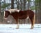 Horse ad