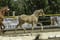Horse ad