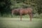 Horse ad