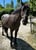 Horse ad
