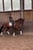 Horse ad